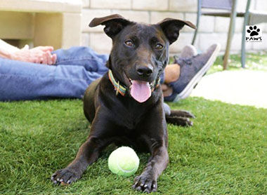 Adopt-A-Pet